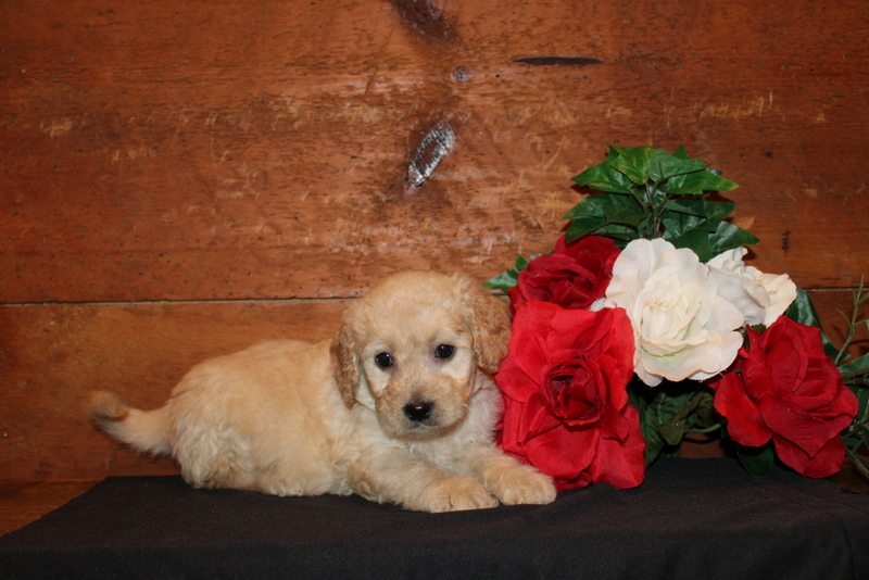 puppy, for, sale, Mini Goldendoodle F1B, Matthew B. Stoltzfus, dog, breeder, Gap, PA, dog-breeder, puppy-for-sale, forsale, nearby, find, puppyfind, locator, puppylocator, aca